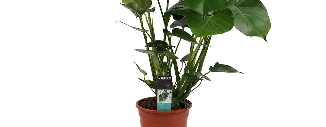 Behang, kinderbehang met plant in pot.