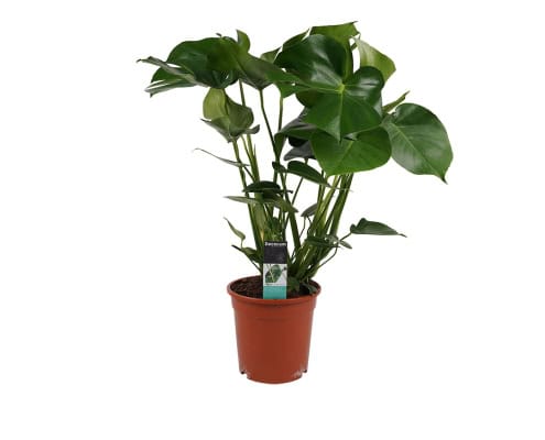 Behang, kinderbehang met plant in pot.