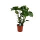 Behang, kinderbehang met plant in pot.