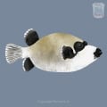 Behang, kinderbehang met vis op blauwe achtergrond.