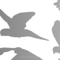 Behang met zwart-wit vogel- en dierensilhouetten, kinderbehang.