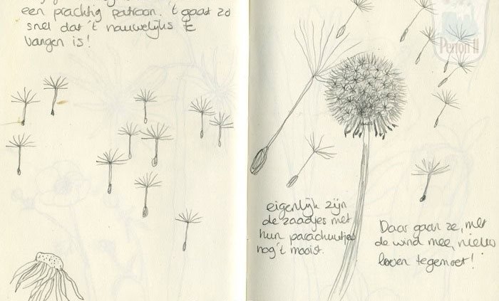 Behang, kinderbehang met dandelion bloemen en zaden.