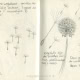 Behang, kinderbehang met dandelion bloemen en zaden.